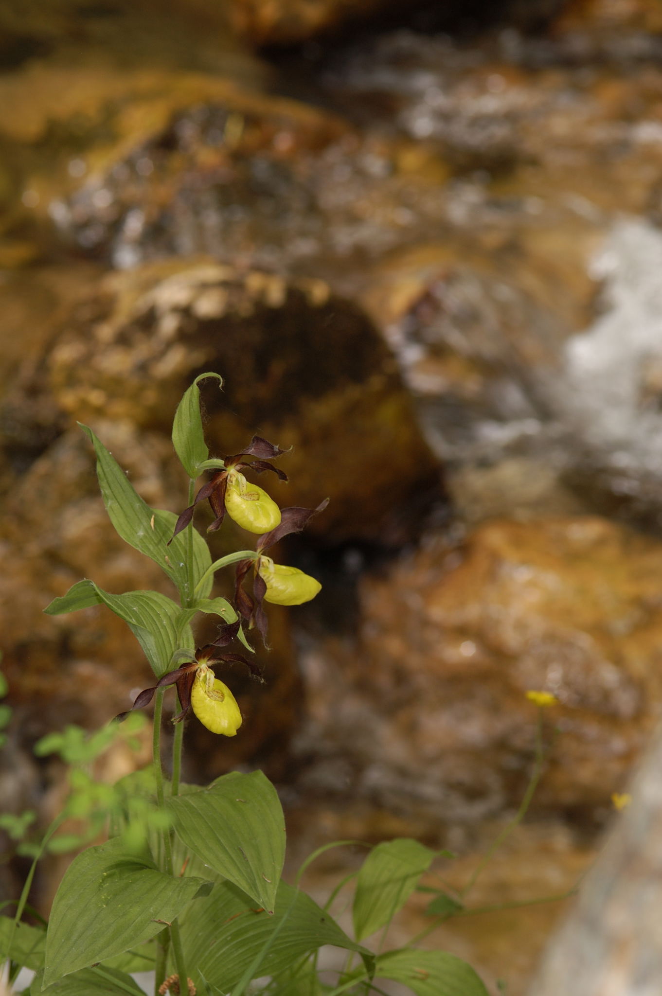 Cypripedium calceolus nuova stagione